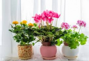live plants with ceramic pots